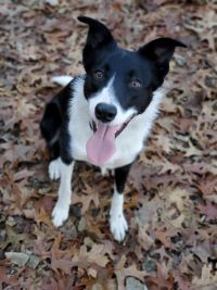 WI K9 SOS Image of files/Dog_Image/Griff 10-2021 website update resized.jpg